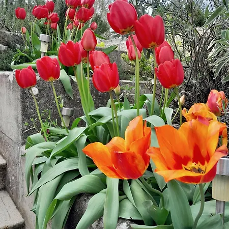 L'heure Bleue Nyaraló *